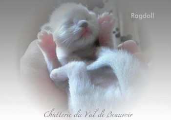 chaton - février 2013 - Chatterie Ragdolls du Val de Beauvoir